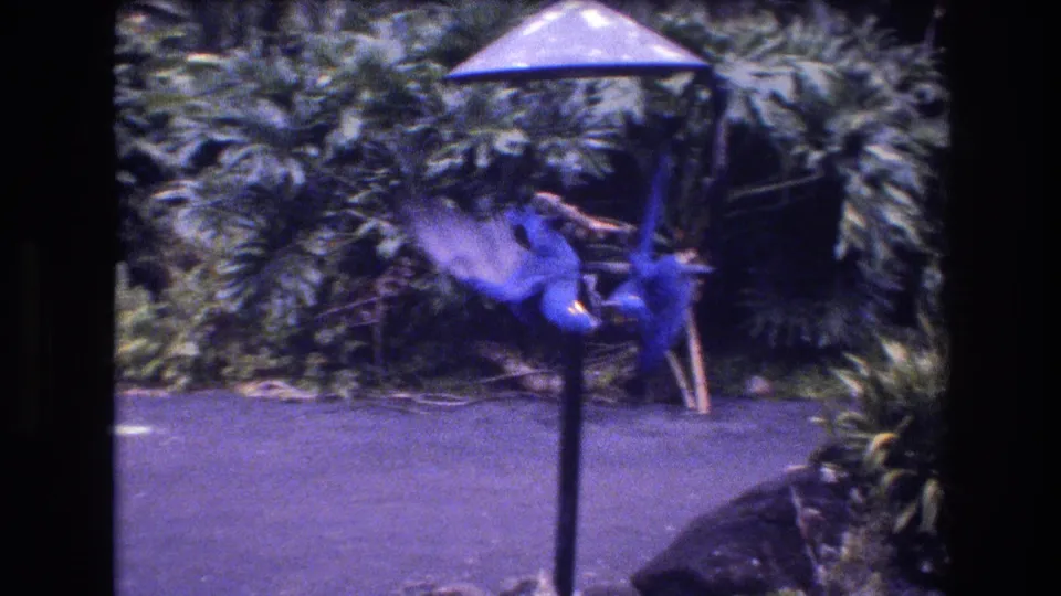 1977 Honolulu 8mm home-movie frame showing two blue parrots in motion blur as they flap around the stick perch, with tropical foliage and a paved path in the background.