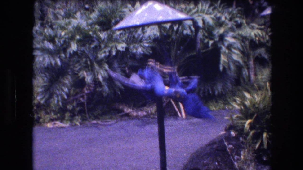 Two large blue birds hang from a metal perch in a tropical garden.