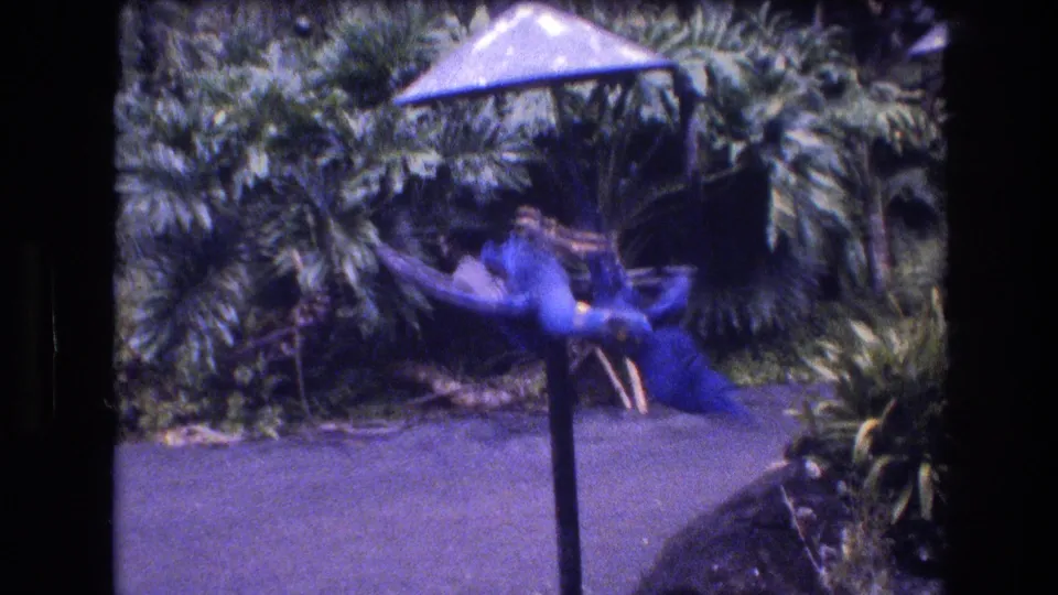 In 1977 Honolulu, Oahu home-movie footage, two large blue birds appear to tussle while hanging from a metal perch beside a paved path and dense tropical foliage.