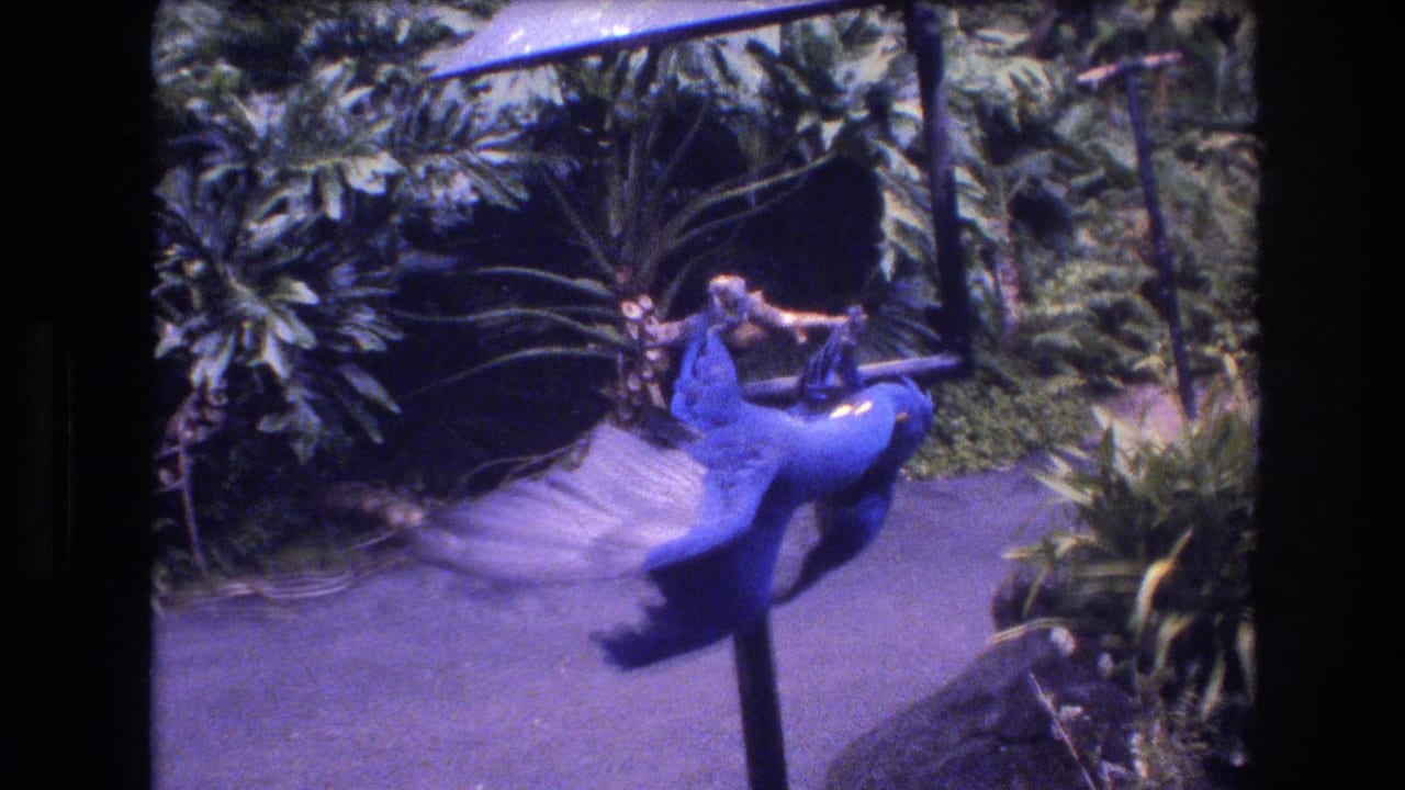 The 1977 Honolulu 8mm frame shows two large blue birds with wings spread as they cling upside down on a metal garden perch surrounded by tropical plants.