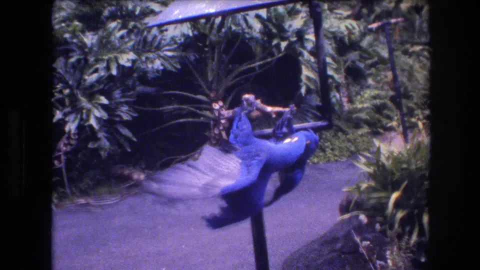 The 1977 Honolulu 8mm frame shows two large blue birds with wings spread as they cling upside down on a metal garden perch surrounded by tropical plants.