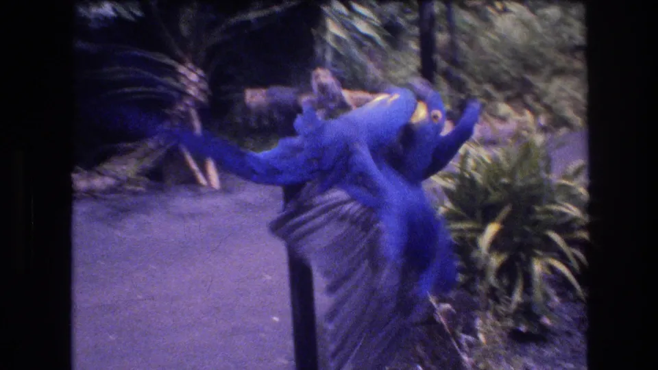 A closer 1977 Honolulu home-movie frame shows two blue birds grappling around a vertical metal pole, with blurred wings, yellow accents, and garden foliage behind them.