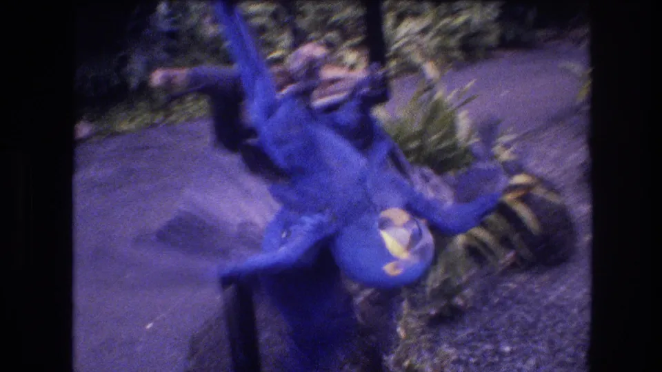 The final 1977 Honolulu frame catches the blue birds still tangled around the perch, one wing raised high above the paved path and surrounding tropical plantings.
