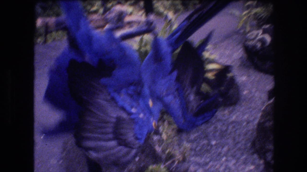 In 1977 Honolulu, Oahu home-movie footage, two blue-and-yellow macaws appear in motion near a perch above gravel, plants, and rocks.