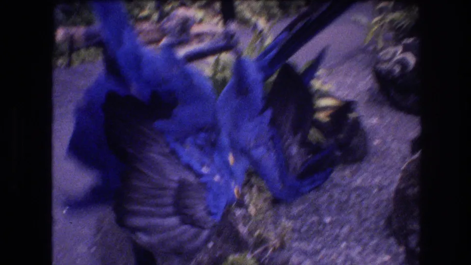 In 1977 Honolulu, Oahu home-movie footage, two blue-and-yellow macaws appear in motion near a perch above gravel, plants, and rocks.