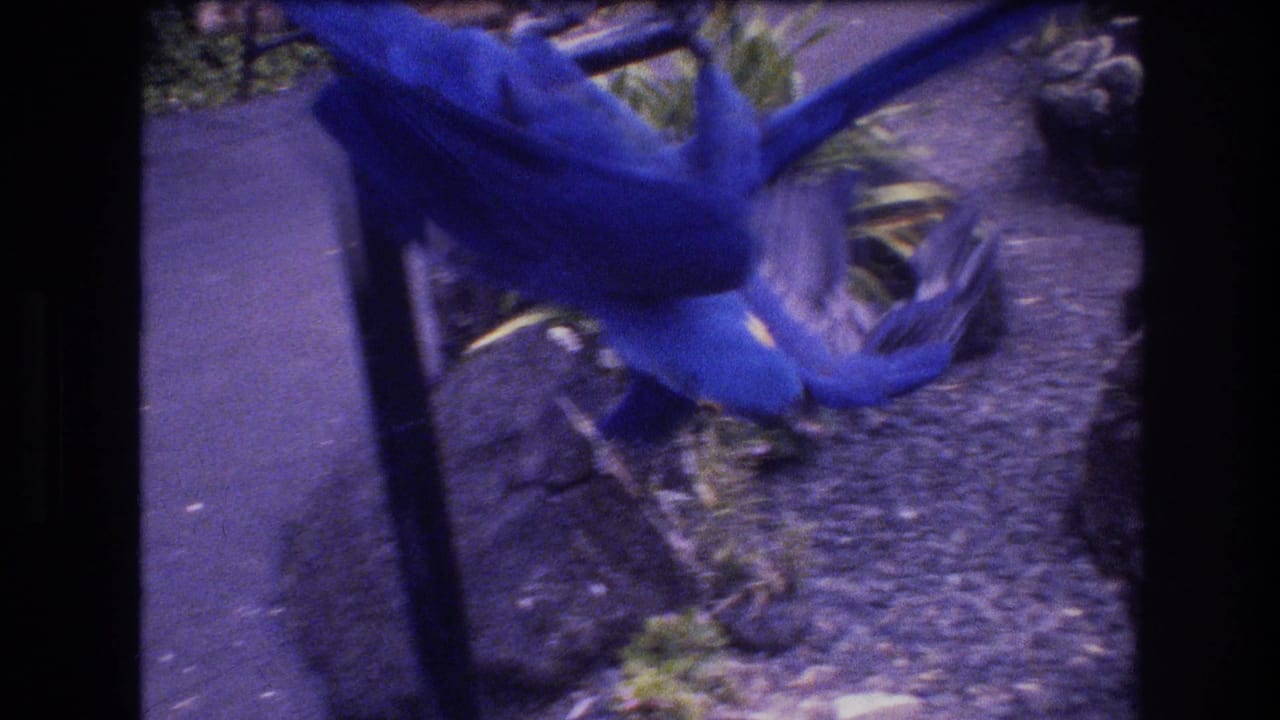 A blue macaw hangs upside down from a perch above gravel and plants.