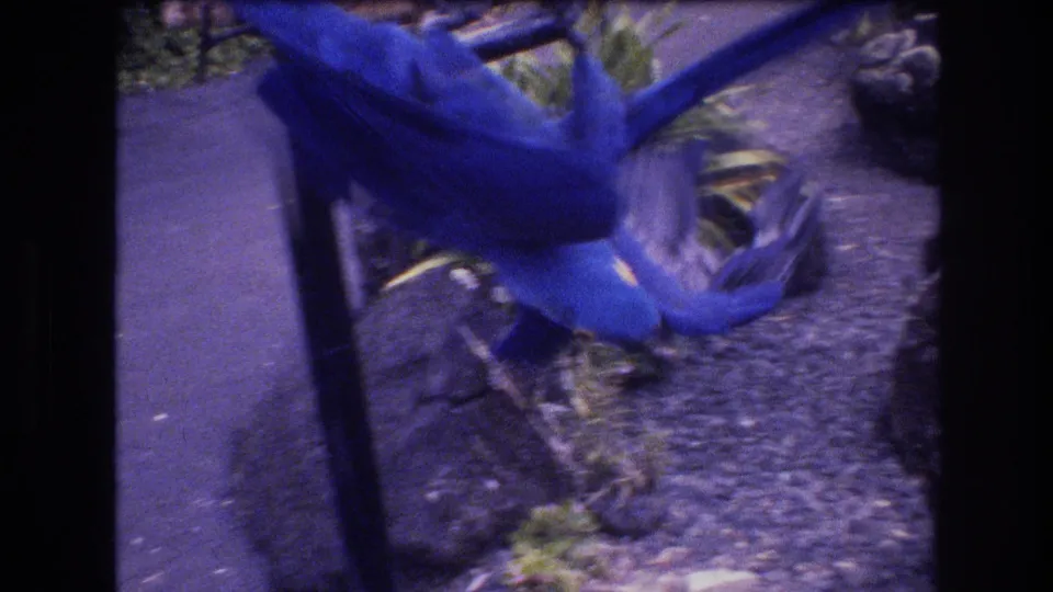 In the Honolulu, Oahu aviary scene, a blue-and-yellow macaw hangs upside down from a perch while another bird is partly visible near the frame edge.