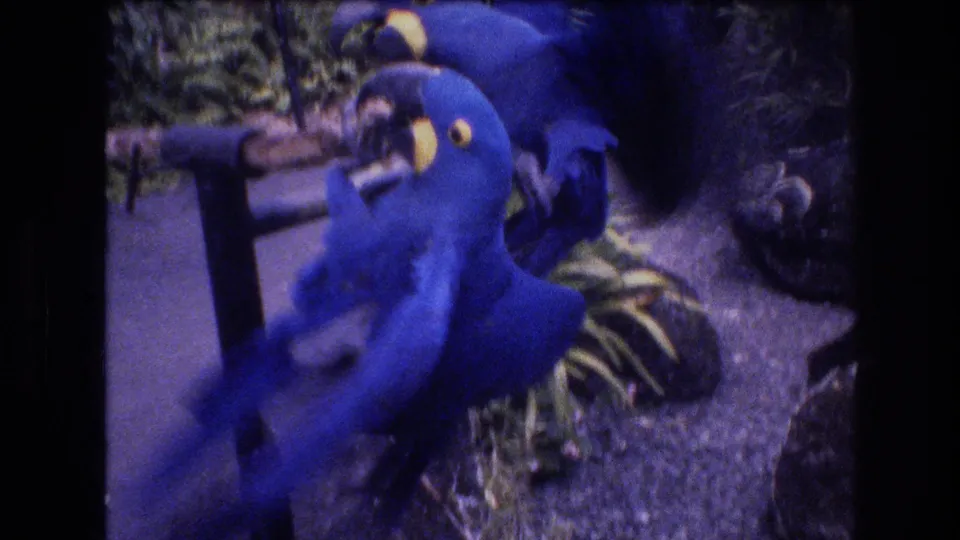 Two blue-and-yellow macaws interact close to the camera in the 1977 Honolulu home movie, with their yellow facial areas and blue feathers visible against plants and gravel.