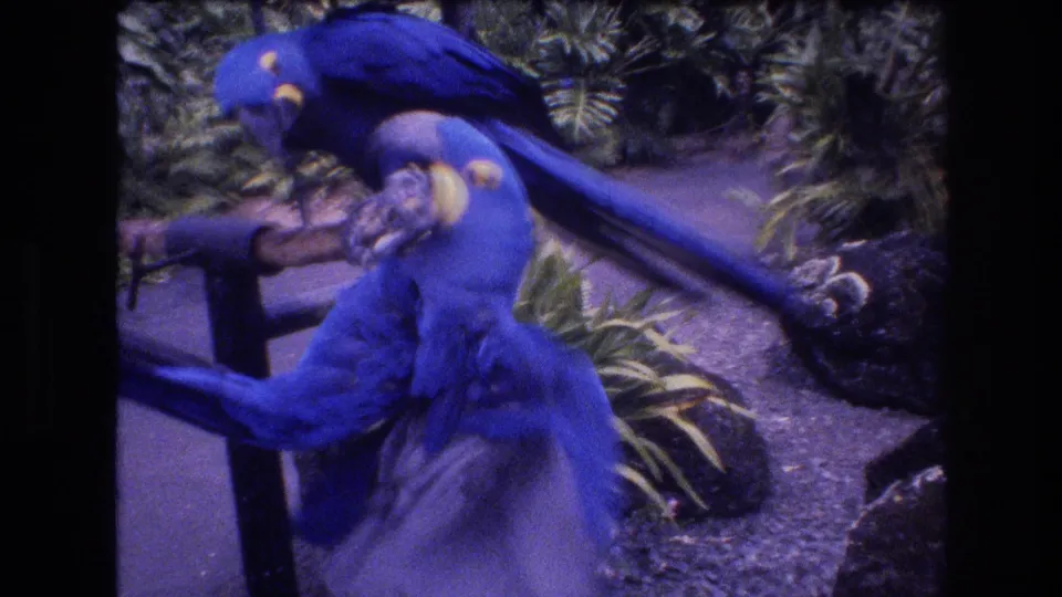Two blue-and-yellow macaws perch and climb together in the Honolulu, Oahu footage, framed by gravel, leafy plants, rocks, and dark 8mm scan edges.