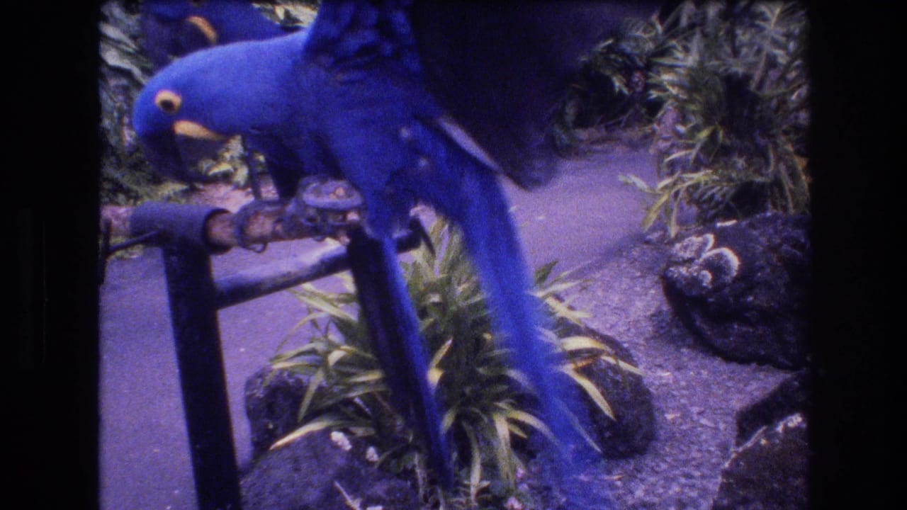 Two blue macaw-like parrots perch on a wooden roost in a tropical enclosure in 1977 Honolulu, Oahu home-movie footage.
