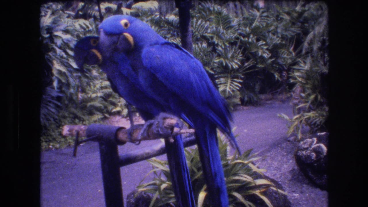 Two blue parrots standing together on a roost beside dense plants.