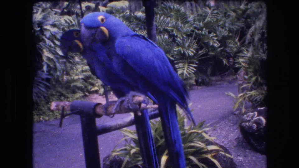 Two blue macaw-like parrots stand close together on a wooden roost amid dense greenery in the Honolulu, Oahu 1977 home-movie scene.