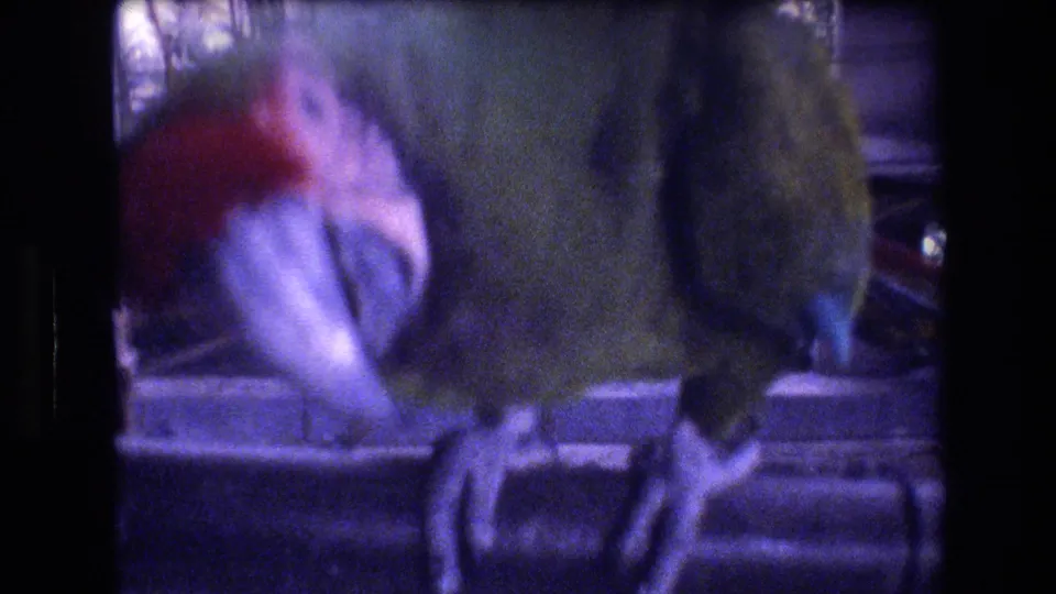 A green parrot appears very close to the camera with enclosure bars behind it, rendered in soft 8mm focus and blue-purple color shift.