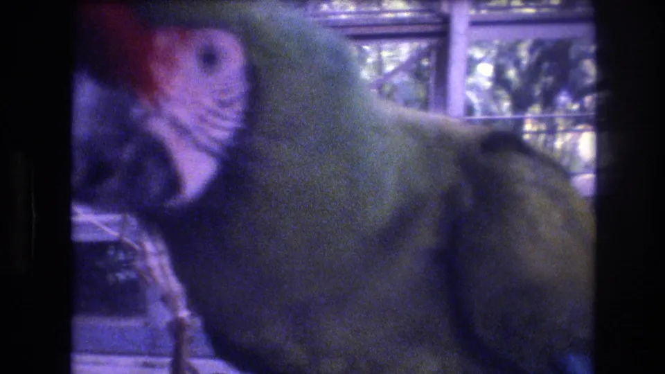 A green parrot fills much of the frame near cage or enclosure bars, with its head and body softened by the handheld 8mm focus.