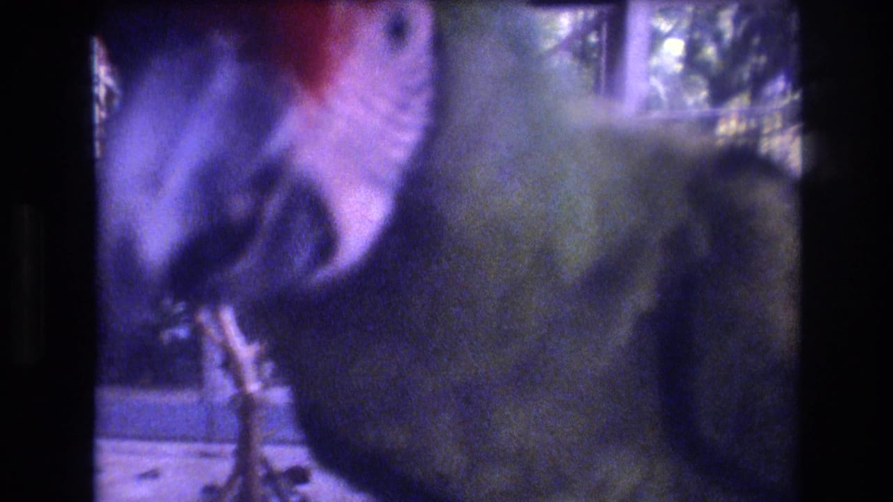 A soft 1977 8mm frame from Honolulu, Oahu shows a green parrot with a red forehead partly hidden by enclosure glare and film softness.