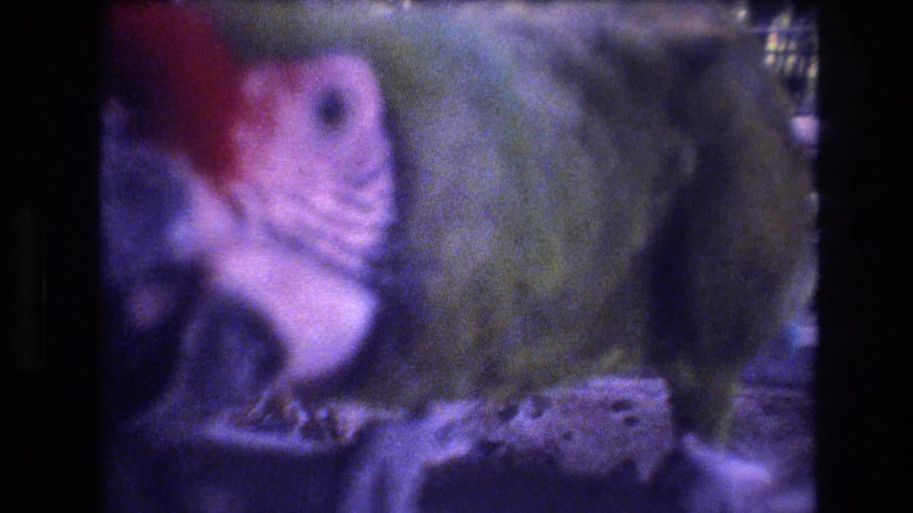 Parrot facing left beside foliage and enclosure structure.