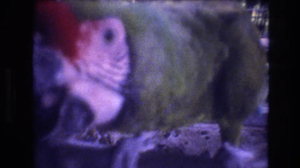 A green parrot with a red forehead and pale face markings appears behind glass in the Honolulu zoo enclosure, with foliage and exhibit structure in the background.