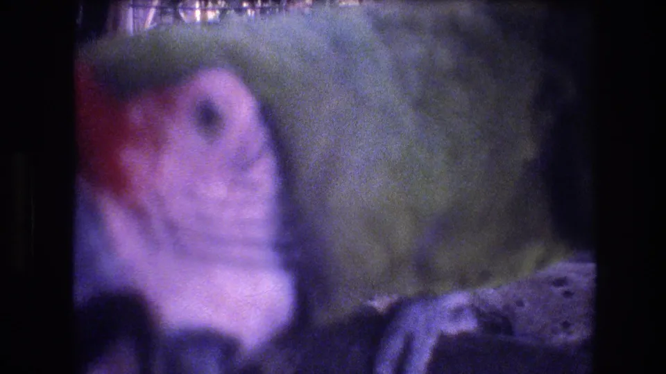 The handheld 8mm camera catches a blurred close view of the parrot near the frame edge, with green body feathers, red forehead color, and enclosure material visible.