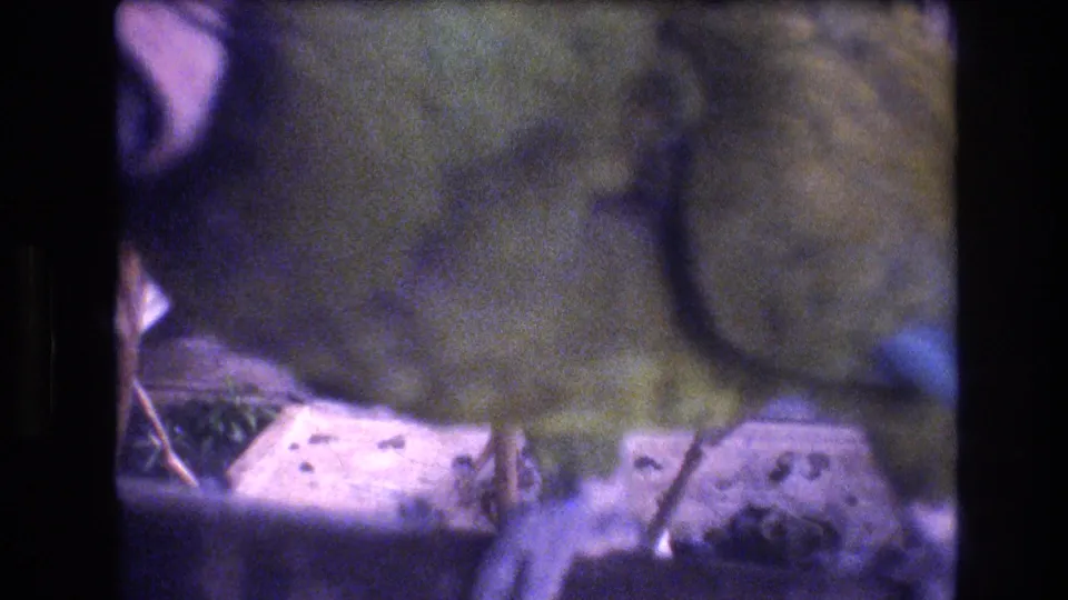 A soft final frame shows the parrot's green body and leg near a perch or enclosure base, with glass reflections and exhibit surfaces visible in the 1977 Honolulu zoo footage.