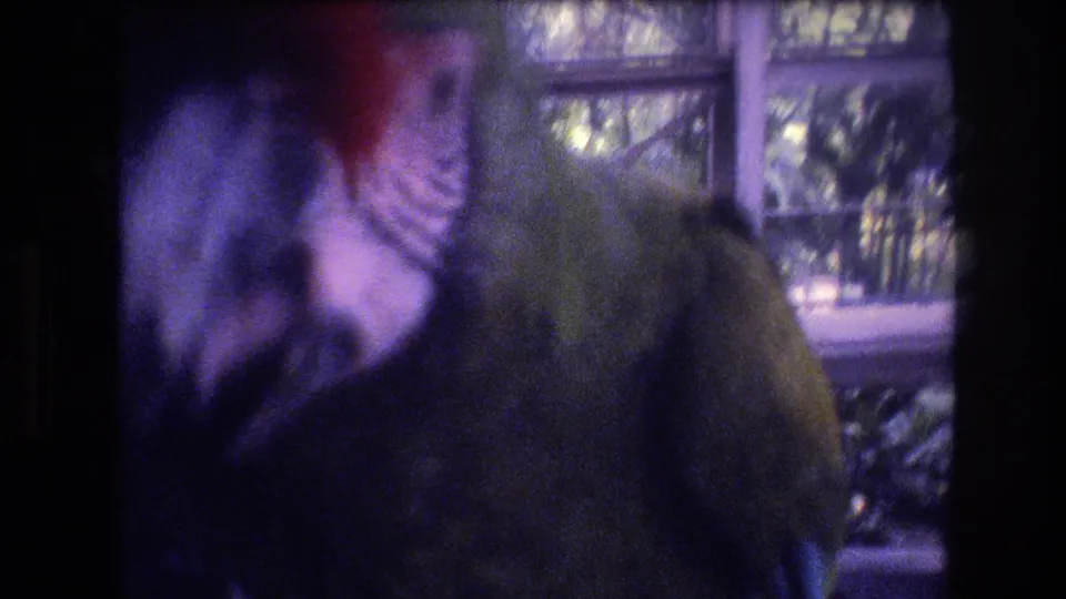 1977 Honolulu 8mm close-up of a green parrot with red crown coloring, pale facial markings, and a large curved beak beside a windowed enclosure.