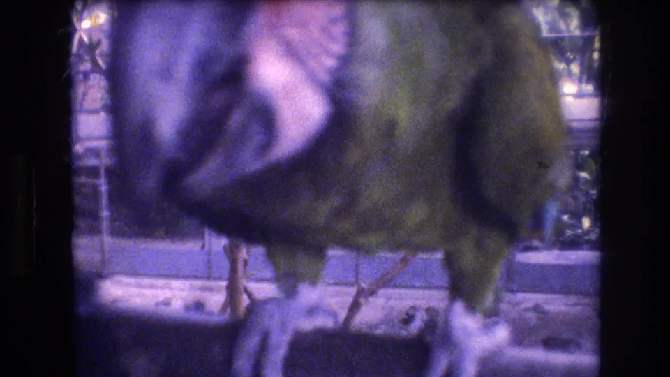 1977 Honolulu 8mm frame of the green parrot leaning forward inside the enclosure, its curved beak and pale face markings prominent against a window and foliage background.