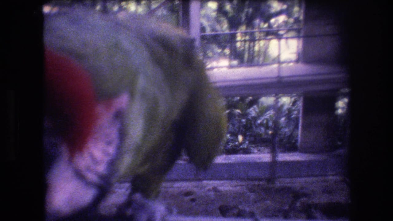 In 1977 Honolulu home-movie footage, a green parrot with red head feathers fills the left side of the frame near windows, railings, and greenery inside an aviary-like enclosure.