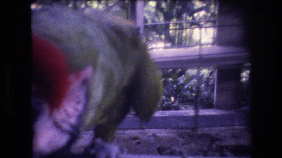 In 1977 Honolulu home-movie footage, a green parrot with red head feathers fills the left side of the frame near windows, railings, and greenery inside an aviary-like enclosure.