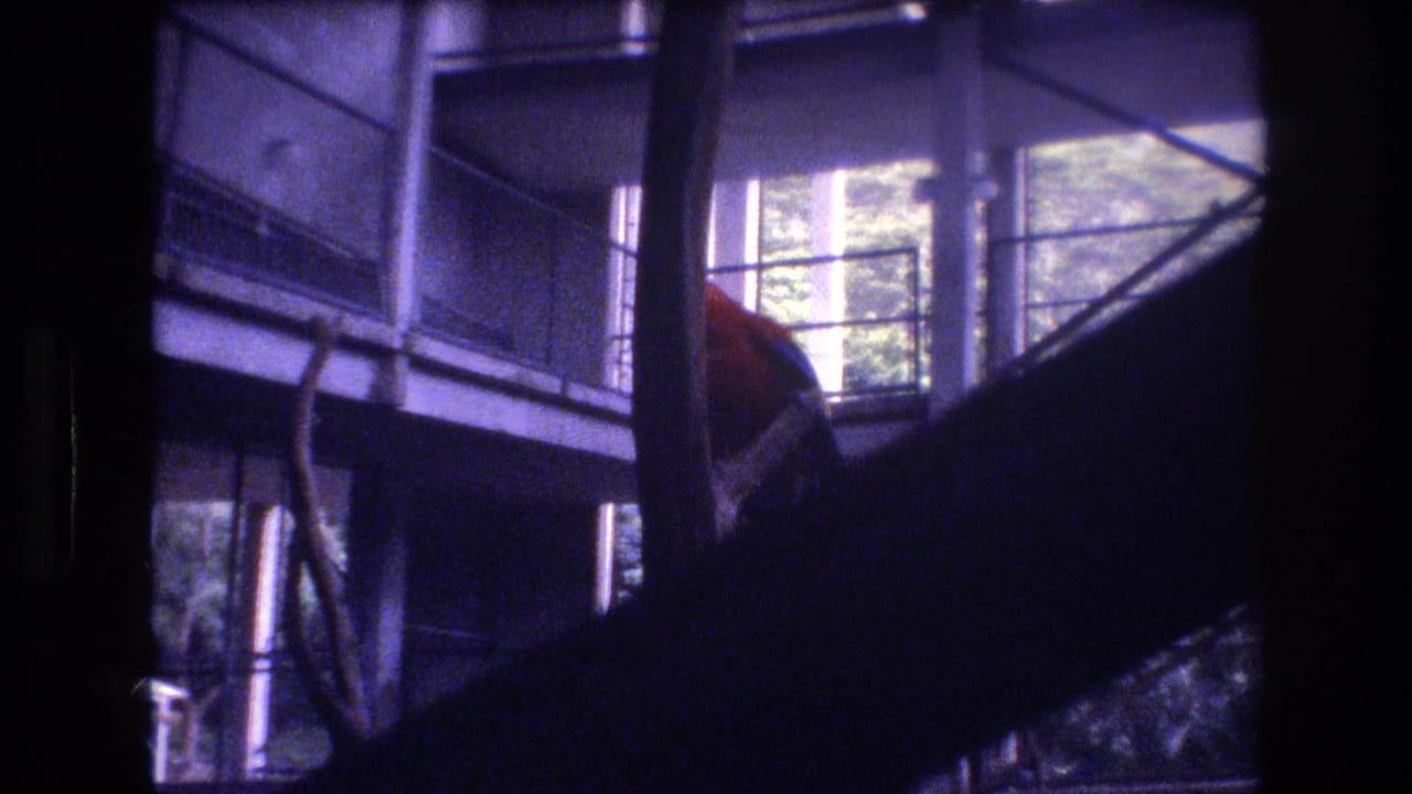 In 1977 Honolulu, Hawaii, a red and blue macaw appears partly obscured by branches and enclosure supports inside a multi-level glass aviary.