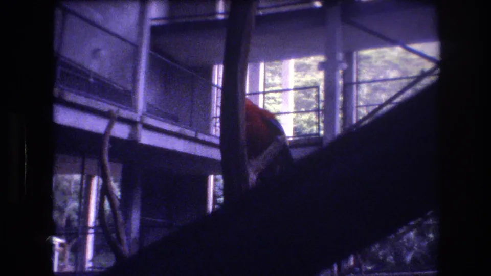In 1977 Honolulu, Hawaii, a red and blue macaw appears partly obscured by branches and enclosure supports inside a multi-level glass aviary.
