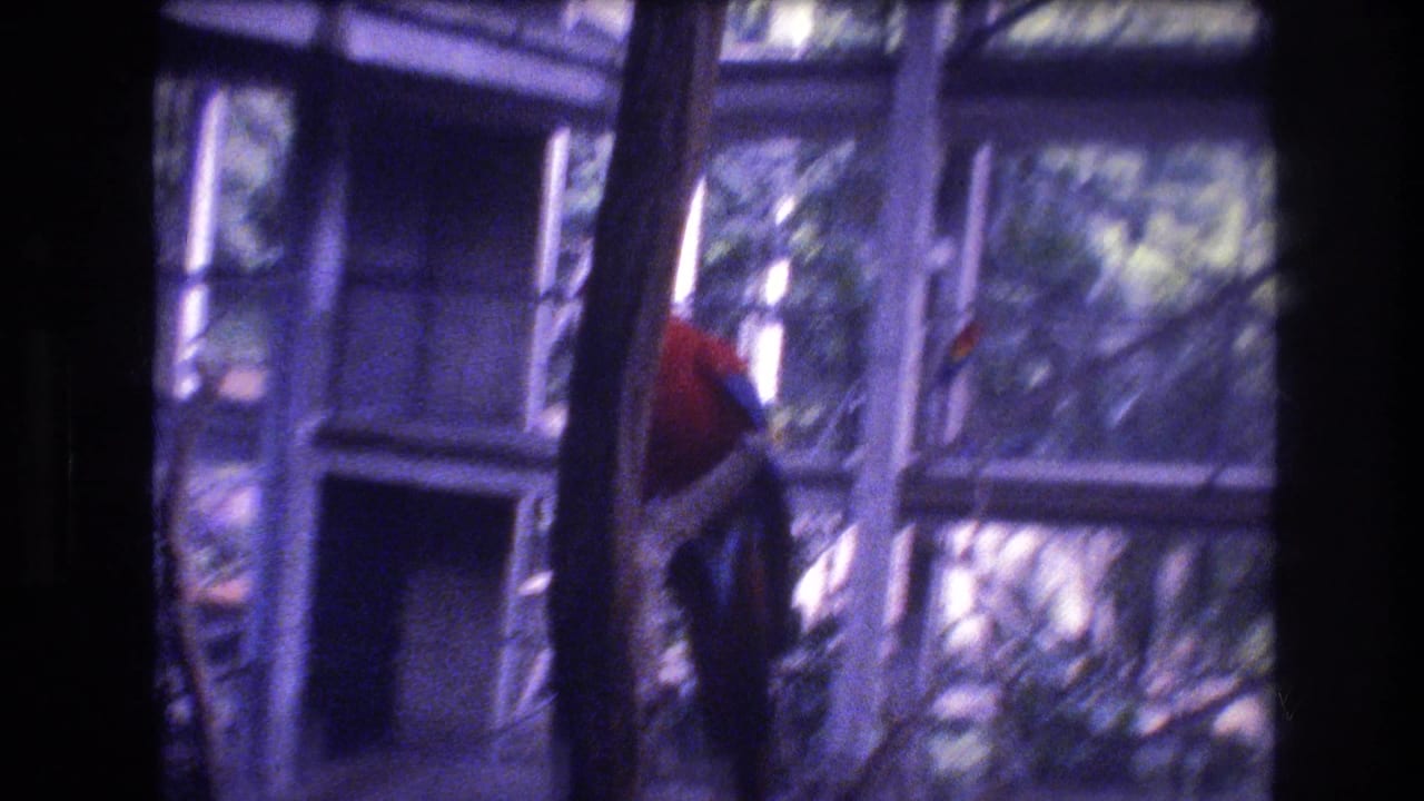 A red and blue macaw perches near vertical branches inside a Honolulu aviary, with glass panels and blurred greenery visible behind it.