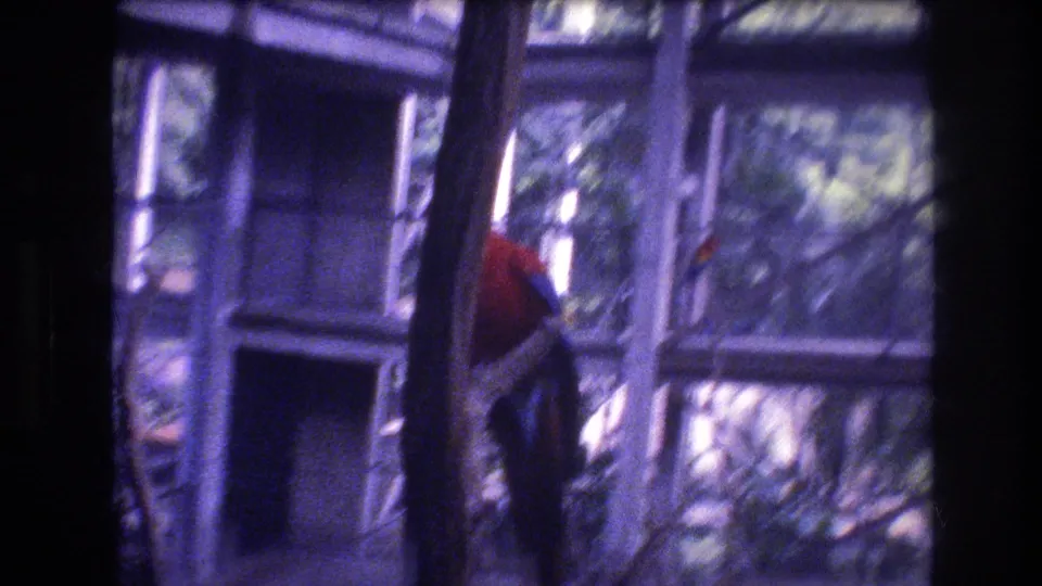 A red and blue macaw perches near vertical branches inside a Honolulu aviary, with glass panels and blurred greenery visible behind it.