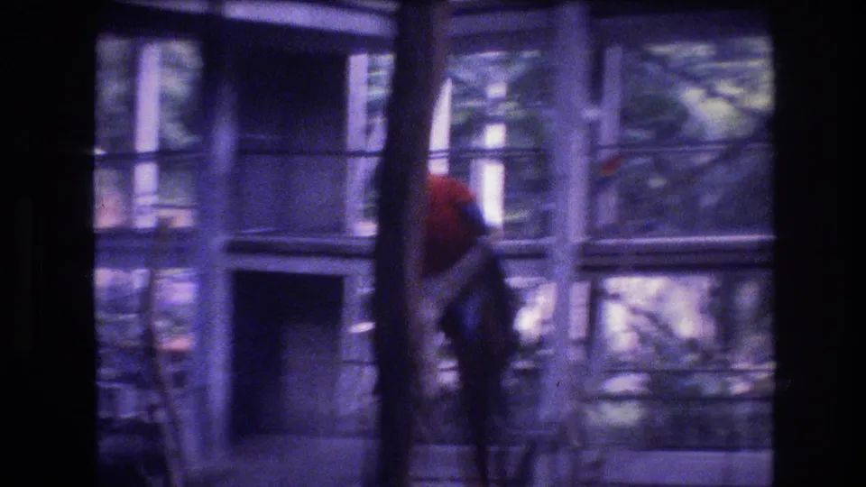 The macaw is seen lower in the frame within the glass-and-metal aviary, surrounded by branches, railings, and soft purple 8mm film color.