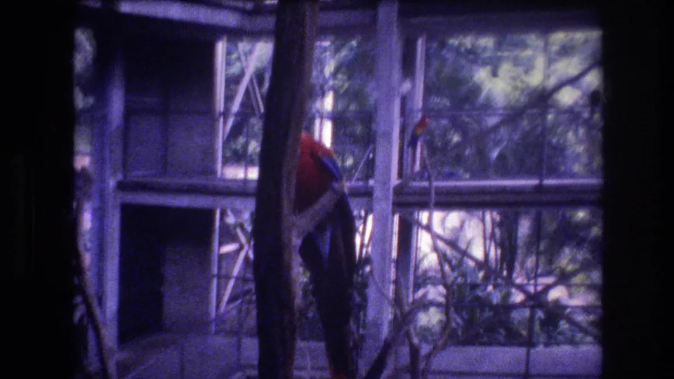A red and blue macaw remains perched among branches inside the Honolulu aviary, with metal framing, glass panels, and green foliage visible through the enclosure.