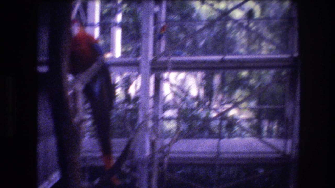 A red parrot appears near a branch and metal framing inside a purple-tinted aviary scene from 1977 Honolulu home-movie footage.