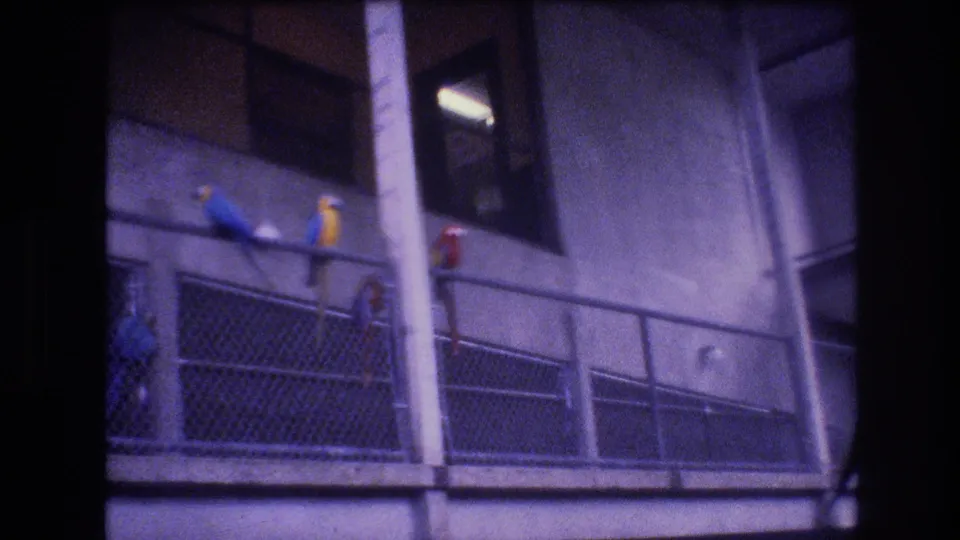Several blue-and-yellow parrots perch along a metal railing near chain-link fencing inside the Honolulu aviary enclosure documented on 8mm film.