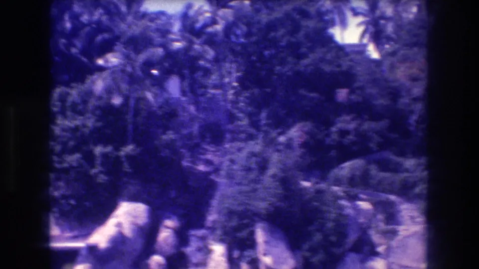 Palm trees and dense vegetation overhanging large boulders on an Acapulco coastline, 8mm footage from 1982 with heavy purple color cast.