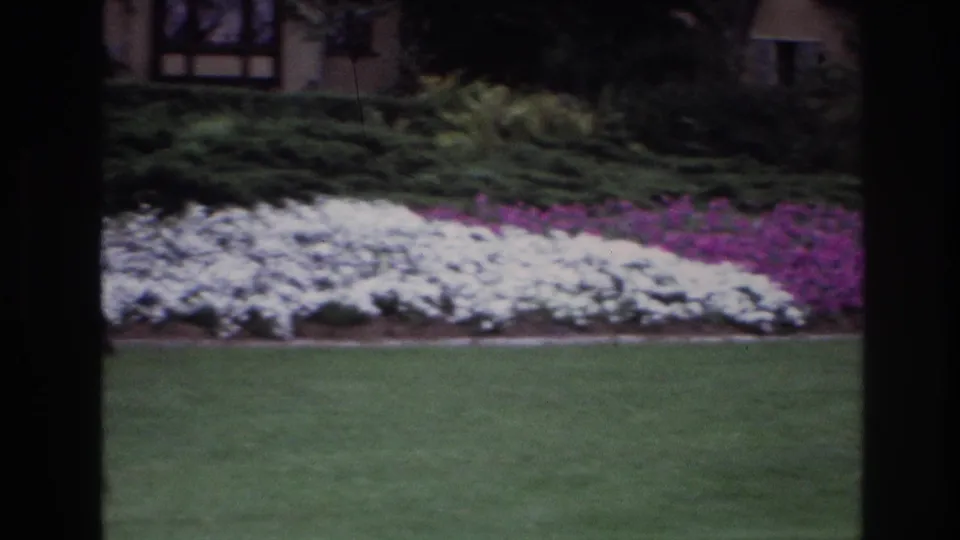 1967 Ottawa home-movie still of a manicured lawn, white flower mass, purple blooms, shrubs, and a partially visible house beyond.