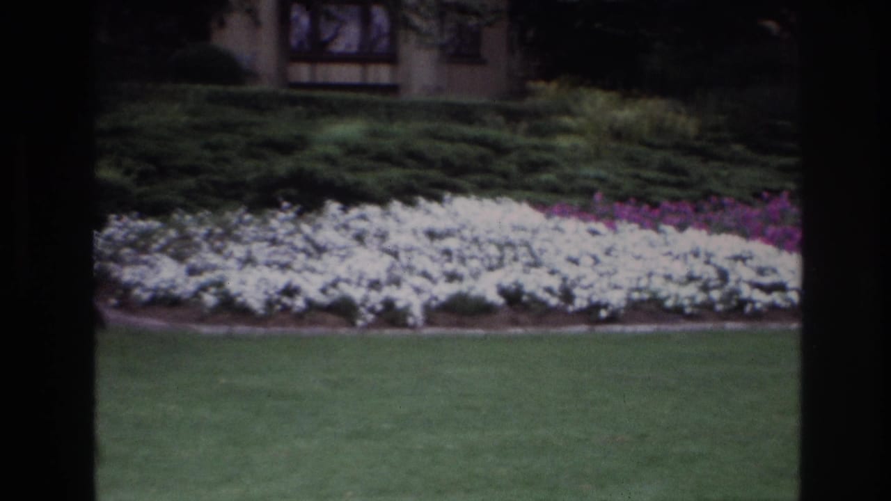 1967 Ottawa home-movie frame showing a lawn, white flowers, hedges, and a partial house exterior seen through dark vertical framing.