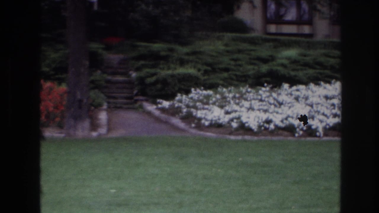 Front lawn with white flowers, hedges, a path, tree trunk, and partial house exterior.