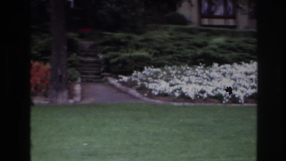 1967 Ottawa garden view with green lawn, white flowerbeds, trimmed hedges, a path, a tree trunk, and part of a house beyond.