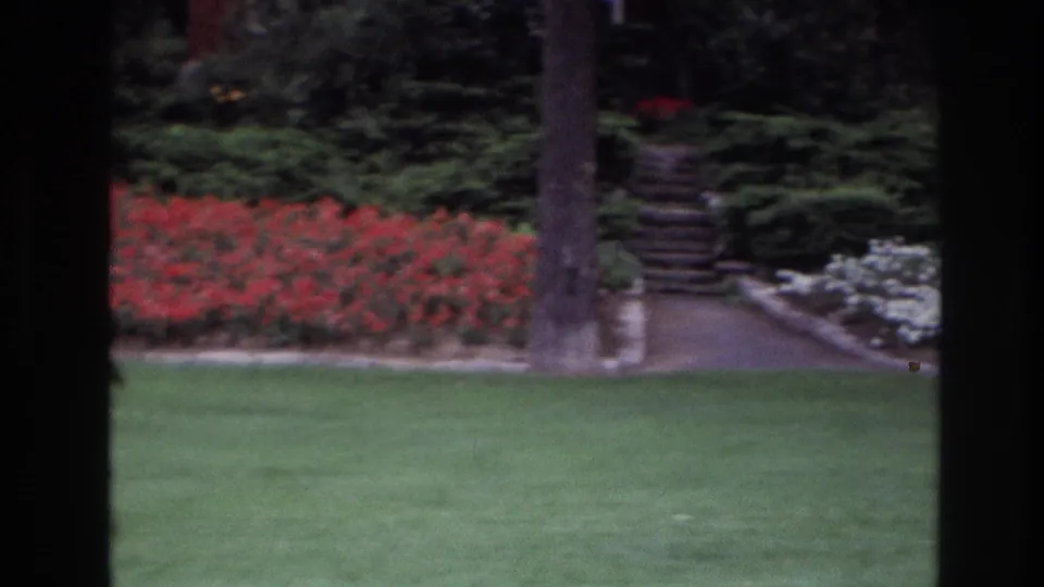 1967 Ottawa residential garden frame with lawn, red and white flowerbeds, dark hedges, a tree trunk, and a path leading back.