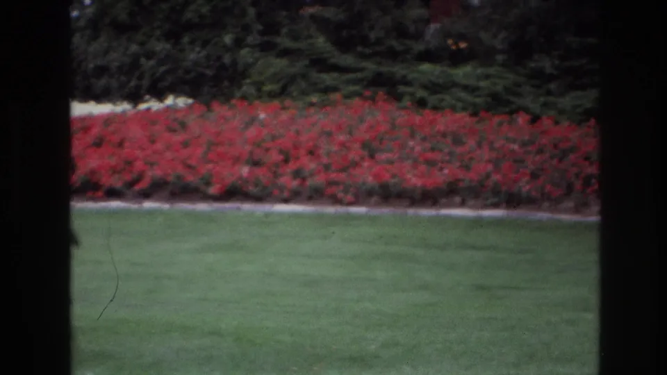 1967 Ottawa home-movie still showing a broad red flowerbed across a green lawn, with white flowers and hedges behind it.