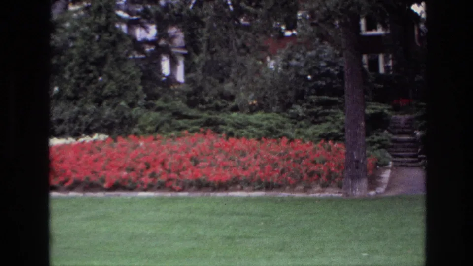 1967 Ottawa garden view with bright red bedding plants, lawn, shrubs, a tree trunk, and stone steps near a house partly hidden by foliage.
