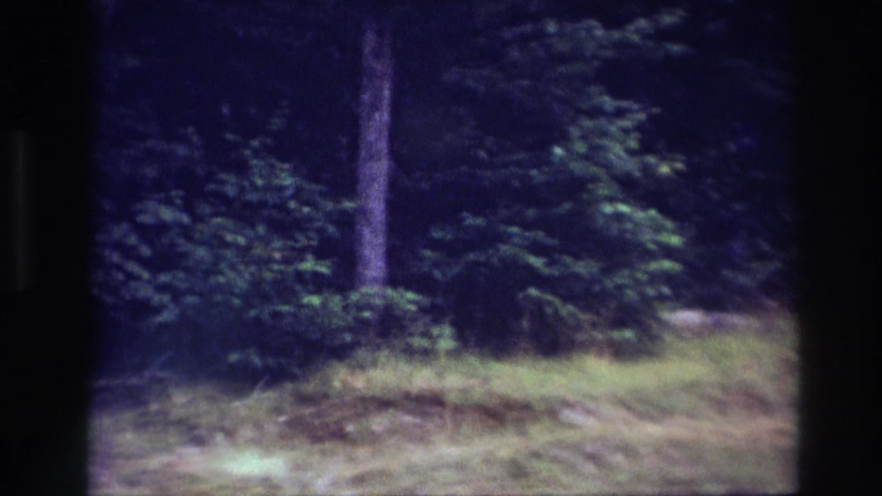 1967 Ottawa 8mm frame showing a shaded forest edge with tall trees and green undergrowth before the picnic scene appears.
