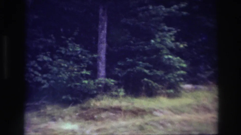 1967 Ottawa 8mm frame showing a shaded forest edge with tall trees and green undergrowth before the picnic scene appears.