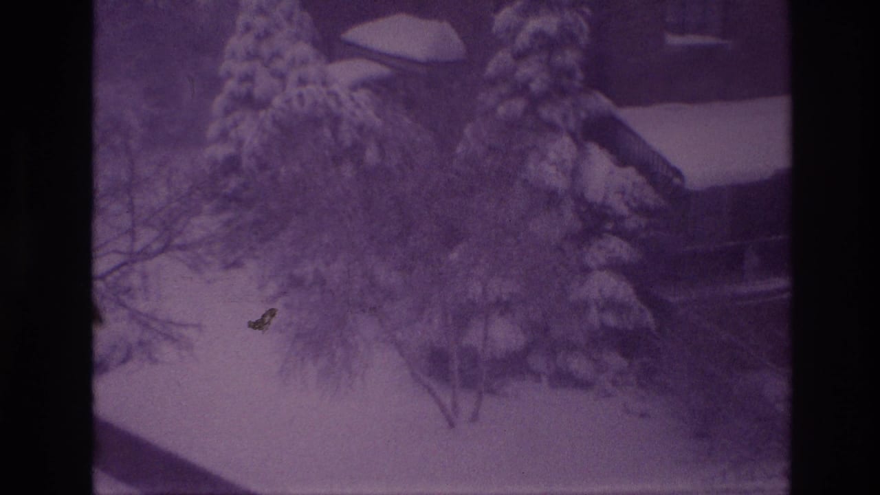 1967 Ottawa home-movie frame of a snowy residential yard with heavy snow on evergreens and a house partly visible beyond them.