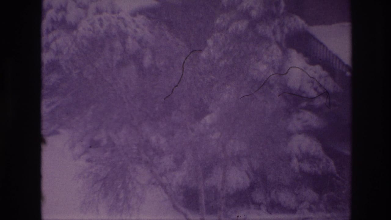 Purple-tinted 8mm view of snow-heavy trees in an Ottawa residential yard, with branches and a roofline partly obscured.