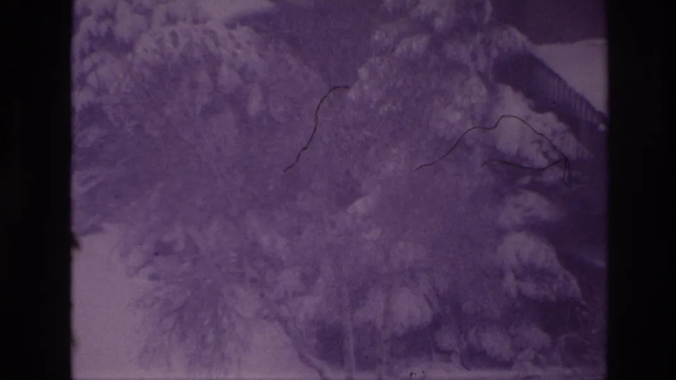 Purple-tinted 8mm view of snow-heavy trees in an Ottawa residential yard, with branches and a roofline partly obscured.