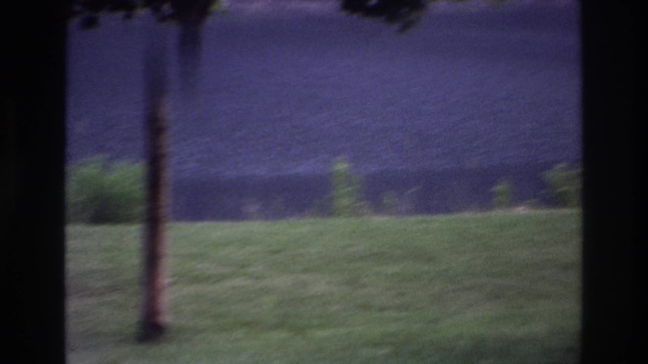 Grassy yard seen through dark window frames with a tree trunk and distant foliage.
