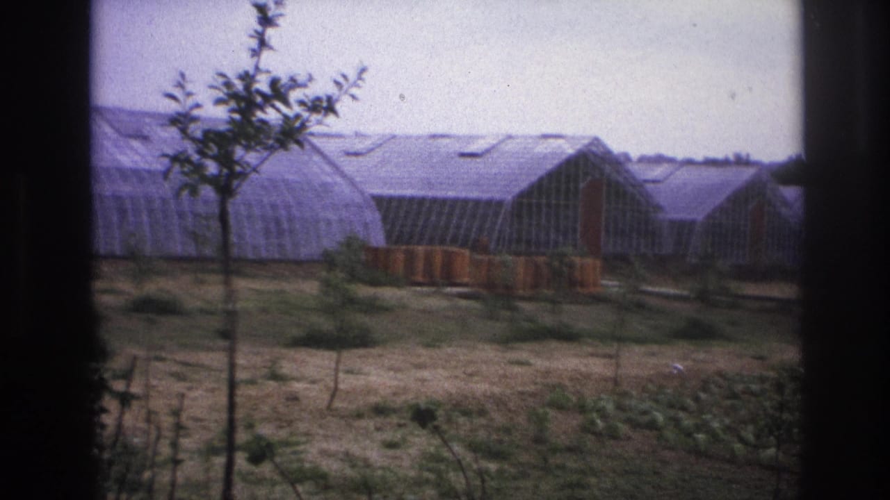 Row of greenhouses with a small tree in front and orange-toned objects near the structures.